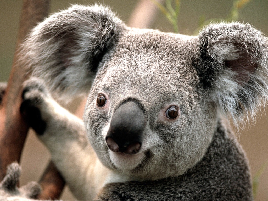 [Koala[3].jpg]