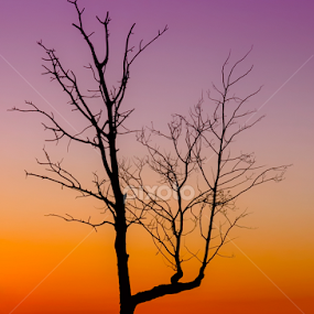 by Keri Harrish - Nature Up Close Trees & Bushes