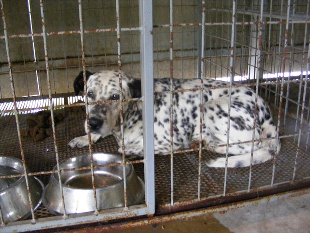 dalmata_1.JPG