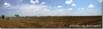 Panorama Serengeti