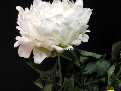 [最も人気のある！] 芍薬 かぐや姫 194556-芍薬 かぐや姫