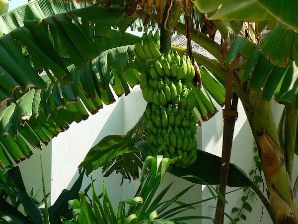 Cazare Maldive: Velassaru banane.JPG