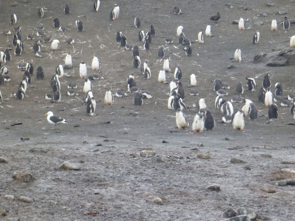 Imagini Antarctica: printre pinguini.JPG