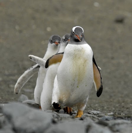 Imagini Antarctica: Pinguini