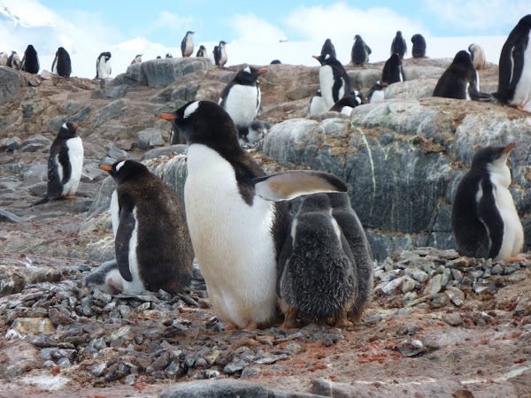 Imagini Antarctica: pinguini