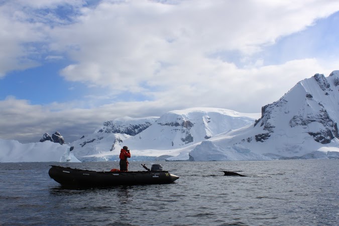 20. Balena in Antarctica.JPG