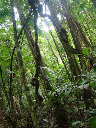 Imagini Venezuela: Padurea tropicala - Henri Pittier.JPG
