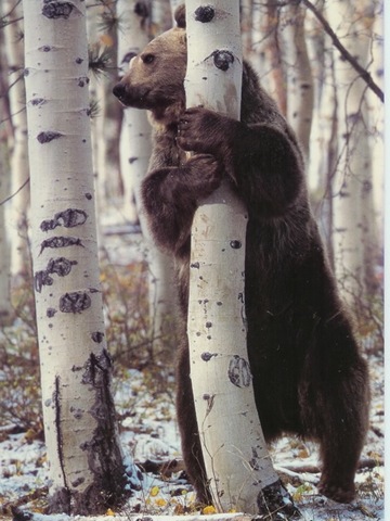 [list of major species bears_www.wonders-world.com_[4].jpg]