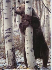 list of major species bears_www.wonders-world.com_