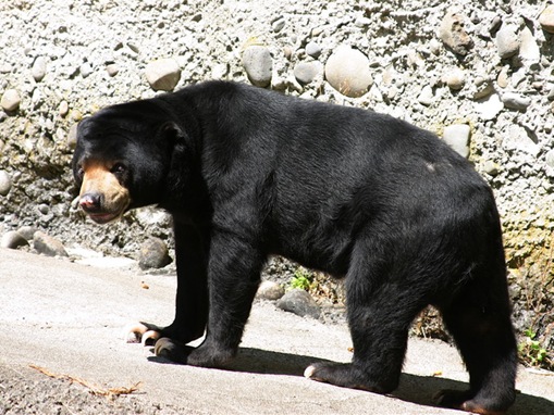 list of major  species bears_www.wonders-world.com_1204