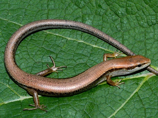 List-smallest-animals-in-the-World_www.wonders-world.com_1d_thumb.jpg