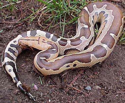 Constrictor Snakes