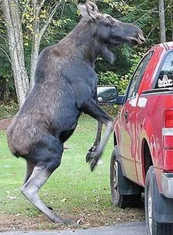 [animals-attacking-cars-22[11].jpg]