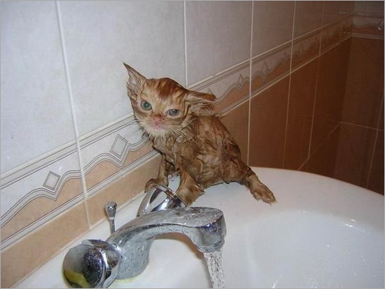 How do you Bathe your Cat 05