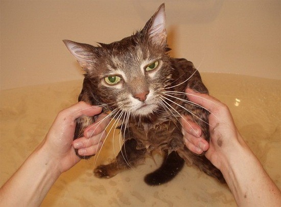 [How do you Bathe your Cat 08[2].jpg]