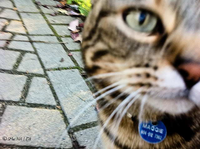 Apple iPhone 4, 1/25s Focal Lenth: 3.9mm f/2.8 ISO: 80 (A)