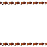 bisonte.jpg