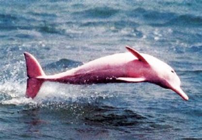 [delfin-rosa[4].jpg]