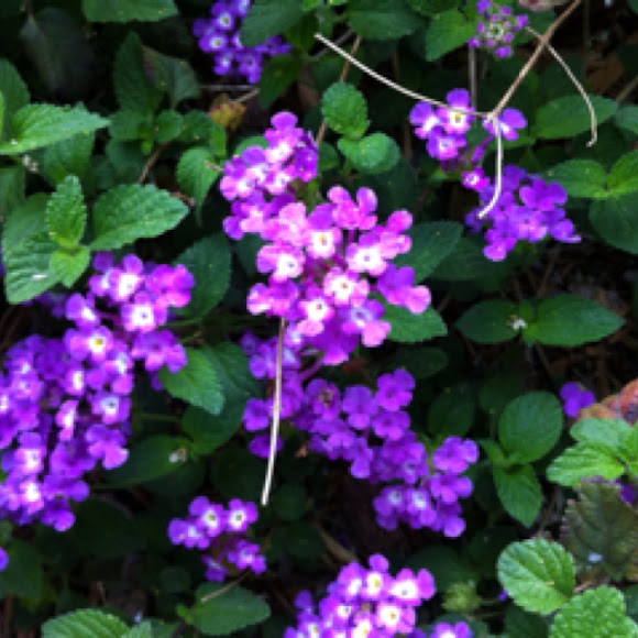 Purple Trailing Lantana Project Noah