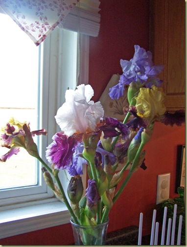 kitchen iris