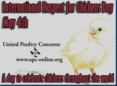 chickens respect