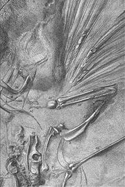 [180px-SArchaeopteryxLondon[13].jpg]