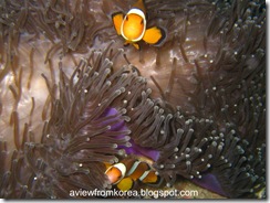 Dive Site 2_30 - Edit Clown Fish [1280x768]
