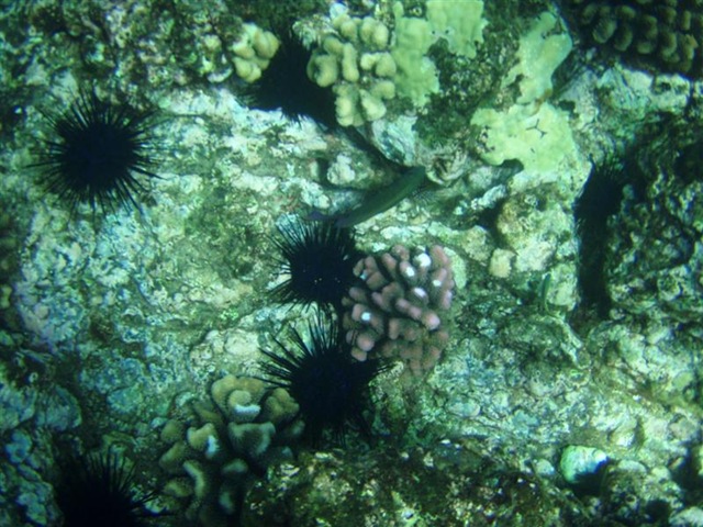 [Maui Snorkeling_33 (Medium)[5].jpg]