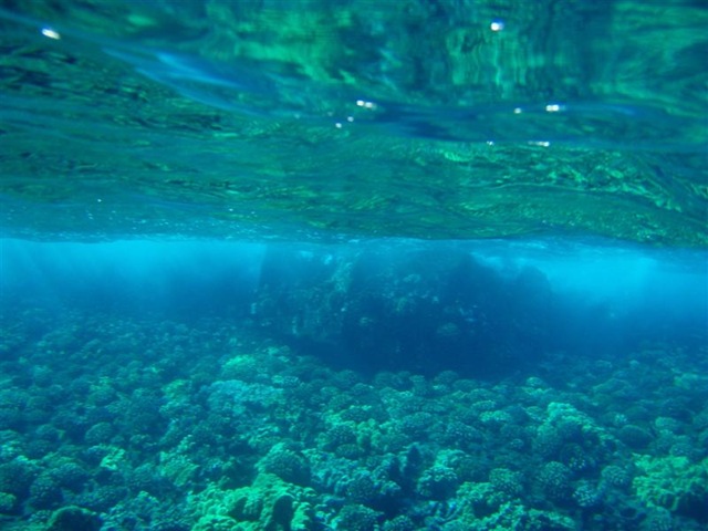 [Maui Snorkeling_11 (1) (Medium)[2].jpg]