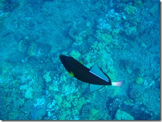 Maui Snorkeling_13 (1) (Medium)