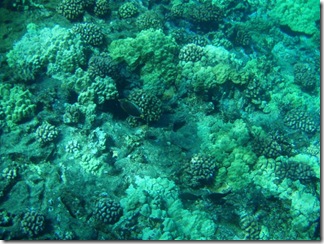 Maui Snorkeling_18 (1) (Medium)
