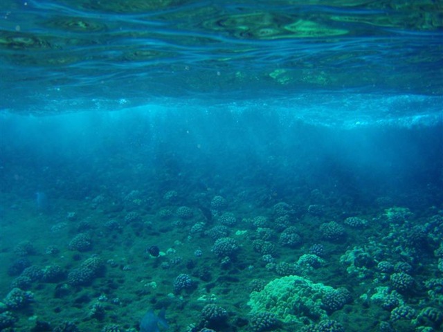 [Maui Snorkeling_20 (1) (Medium)[2].jpg]