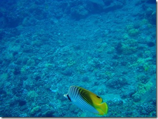 Maui Snorkeling_24 (1) (Medium)