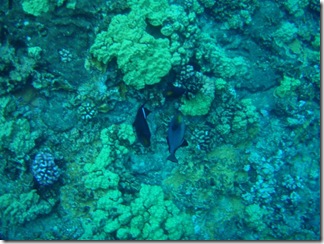 Maui Snorkeling_26 (1) (Medium)