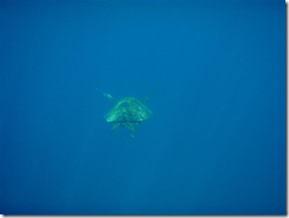 Maui Snorkeling_28 (Medium)