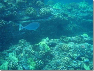 Maui Snorkeling_30 (Medium)