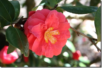 Camellia Pink 6