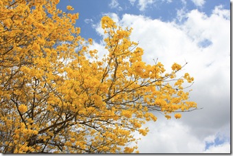 Yellow Trumpet Tree 3