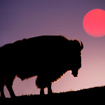 Bison Silhouetted at Sunrise, Yellowstone National Park, Wyoming.jpg