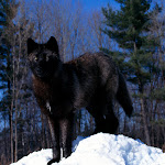 Black Wolf in Snow.jpg