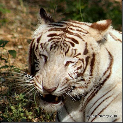 White Tiger Delhi Zoo