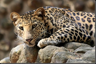 Leopard