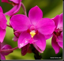 Purple Orchid2
