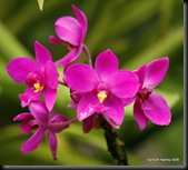 Purple Orchid1
