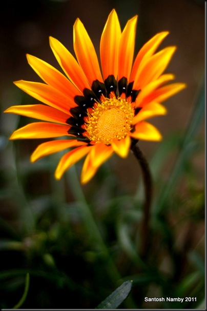 Gazania - Nehru Park - 1