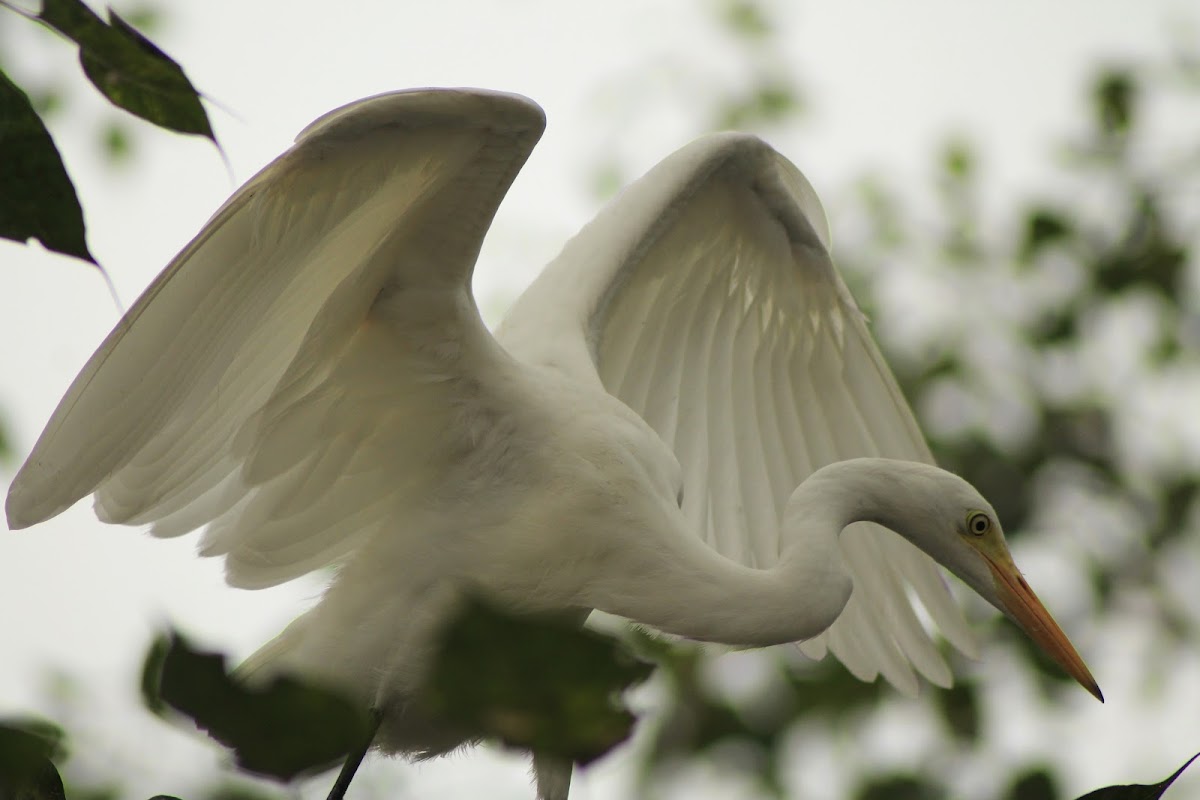 Great Egret