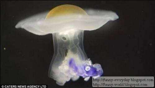 Fried Egg Jellyfish - Funny World