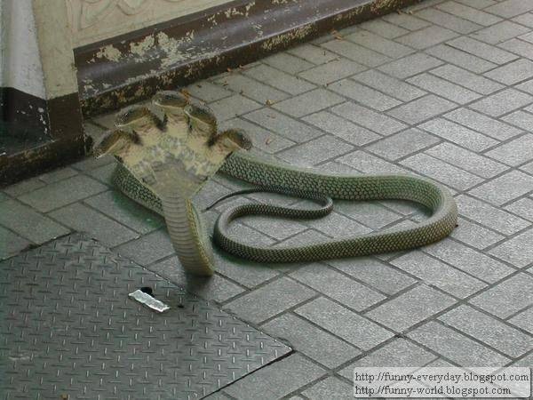 五頭蛇照片 (2)