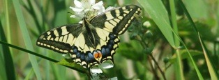 [swallowtail[3].jpg]