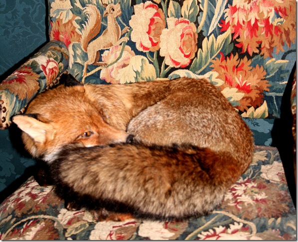 fox in chair